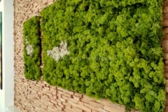 Mooswand - Islandmoos - Green - Hoteleinrichtung